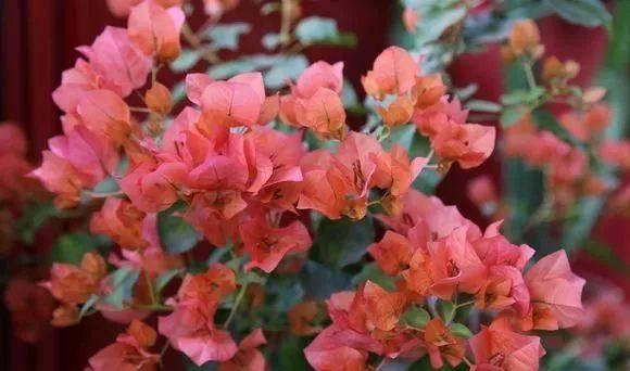 「暗斑夕阳红」这13种三角梅被称“开花机器”小苗就不断开花,适合阳台盆栽