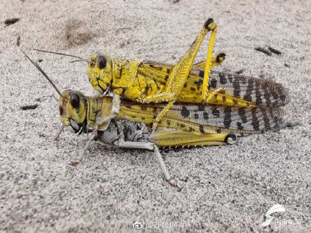  【援助】为何能够援助“巴铁”灭蝗？山东硬核“技术”有这些