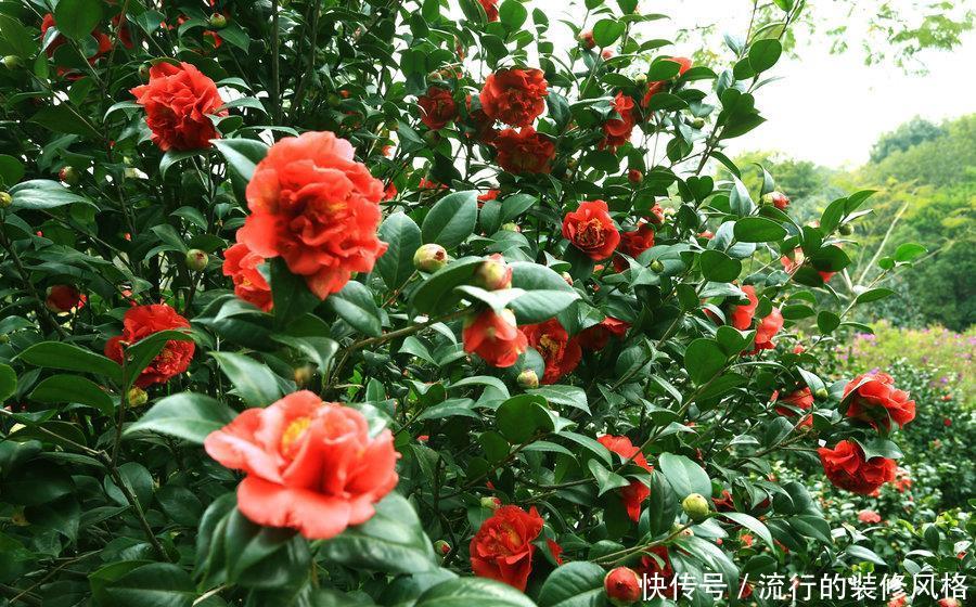 『植物』茶花长太高,可以打矮壮素吗?了解以下就行了