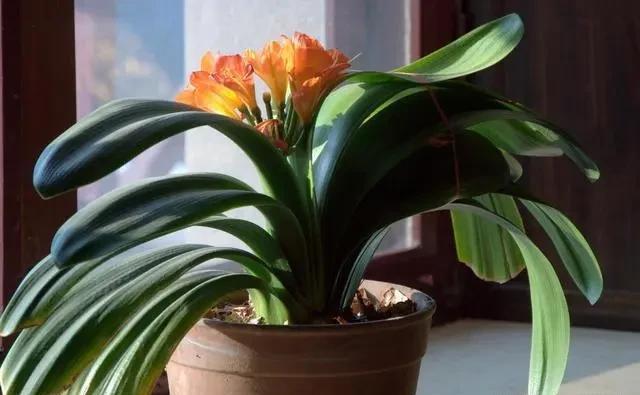  植物|这8种花家养最常见，浇水一定要注意，水一多就烂根