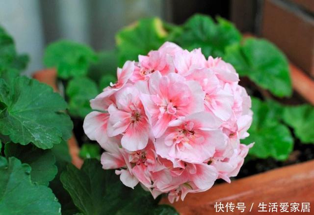  『养花』夏天养花就养3种，枝繁叶茂开花爆盆，绚丽多彩抓人眼球，美极了