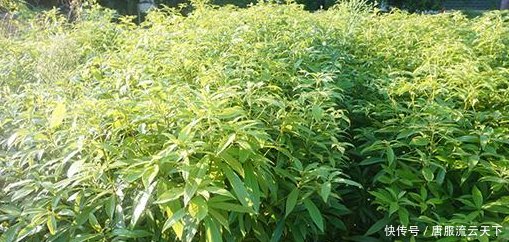  小苗@大家都知道金丝楠木非常贵，但是没想到树苗这么便宜！