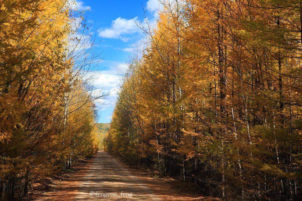大兴安岭特大火灾澳洲火灾
