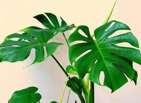 「植物叶片」切叶 | 插花造型艺术中的配角！