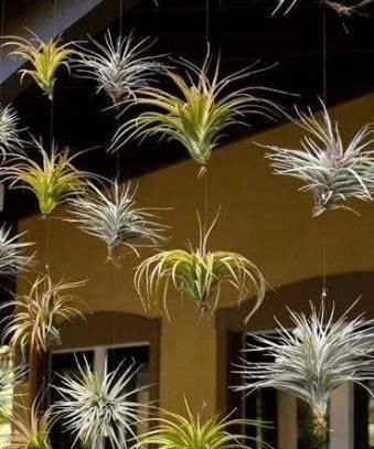 爱之蔓:这7种垂吊植物美翻了,你还在养绿萝、吊兰吗?