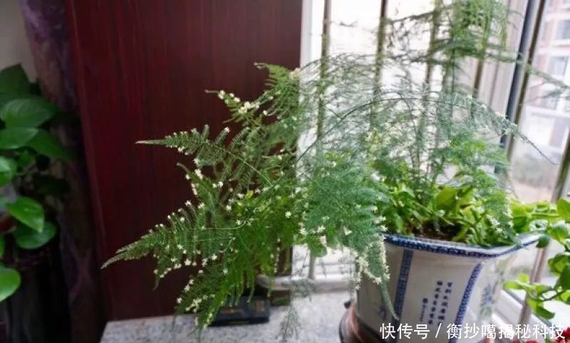 小妙■养花小妙招,花开爆满盆