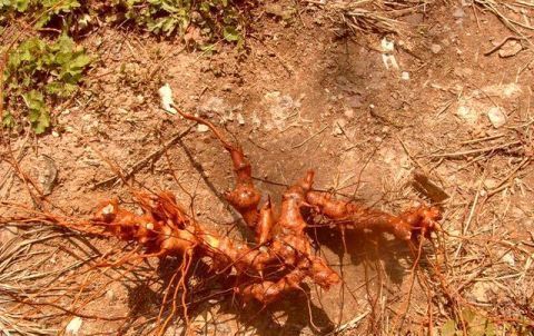 农村一种植物，人称“铁菱角”，农民视为杂草，城里一斤20元