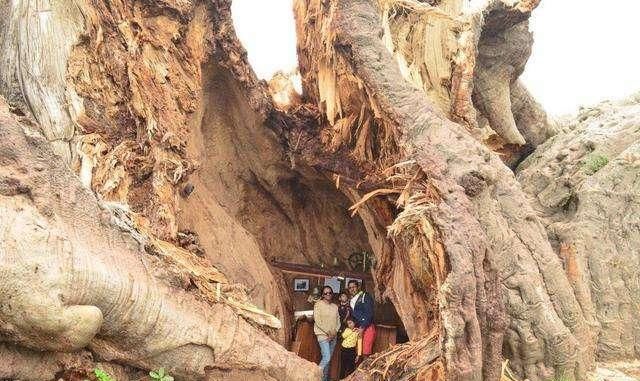 世界上“最大”的树，已经存在了6000多年，里面竟开了一个酒吧！