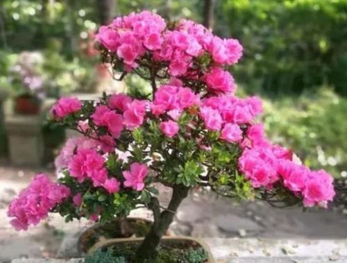  『迎春花』养花就养这几款，全年开花不停，旺财又旺宅，而且观赏性强