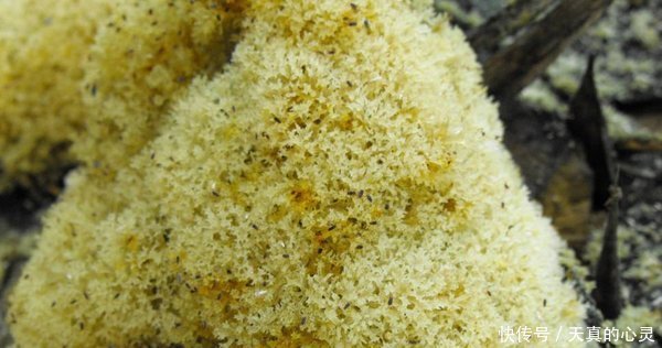  #竹子#竹子上长的山珍堪比燕窝，很多人不知天天吃，不料如此珍