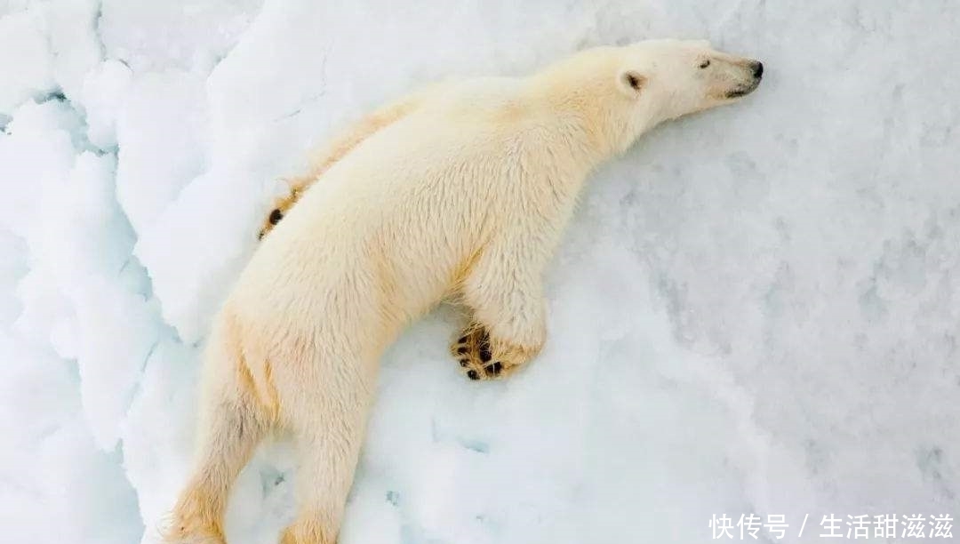 中国人在海外，唯一一个永久免签地，可随意逗留，却禁止生与死？