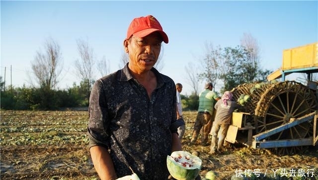  [成熟]新疆的西瓜成熟了，大型机器直接开到田地里收瓜