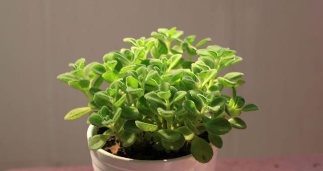  「再犯」养花总养不好?这3个“错误”别再犯,及时改正,轻松养“爆盆”