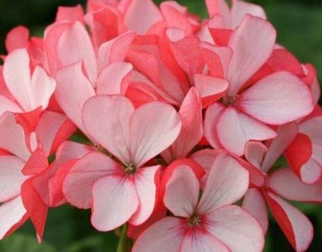 「花形」养花就养此款花,植株冠形丰满紧凑,花形优美,养在家里美不胜收