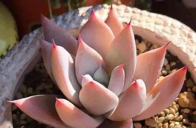 『家里』天气越来越热,家里的多肉植物记得要避暑