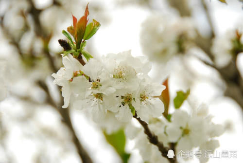  花儿■梨花、苹果花、樱桃花，这些盛开在春天的白花，您能分得清吗？