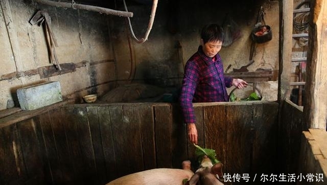  「儿子」农村老农杀年猪2头，做成600斤腊肉，只为城中儿子过年