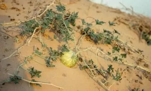 沙漠里的西瓜为什么不能摘?很多人不懂,导游一句话,集体后退!