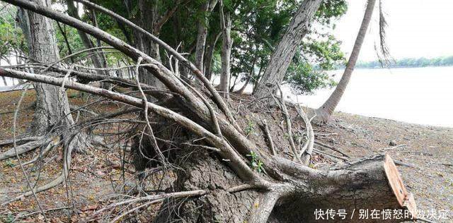 在农村，私自砍树来卖算违法，砍树盖房子却不算，这是为什么