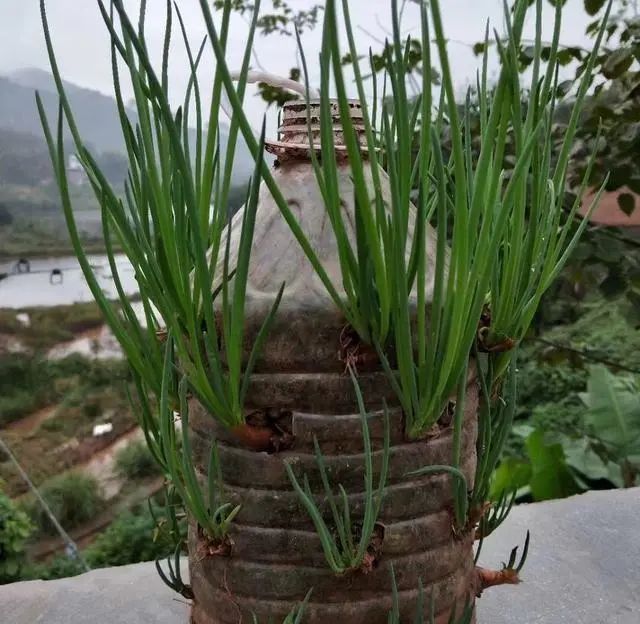  水果■在阳台上用空油瓶种菜种水果，一种几十盆，不花钱，好吃不用买