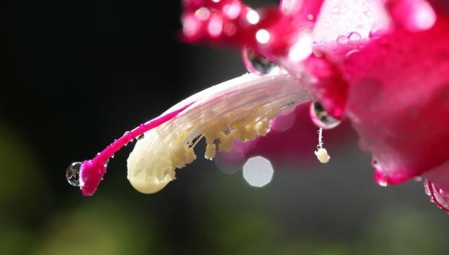  【植物】勤快人养不好“蟹爪兰”，常干这几件事，年年不开花