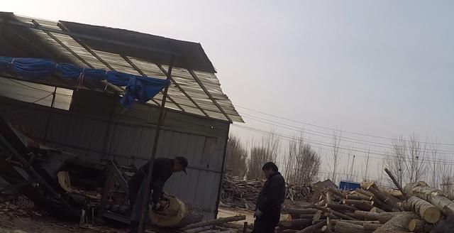 农村创业项目，杨树加工，一年买车买房娶新娘