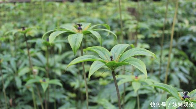 农村这种植物太珍贵，价格超千元仍继续在涨，却很少有农民愿意种