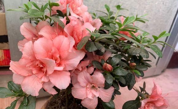  [养不活]杜鹃花养不活，开花少问题多，保证3个基本点，杜鹃花也能爆盆