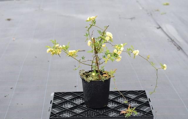 春天还在养绿萝吗？这种花有水就开花，花期长达半年，还有花香