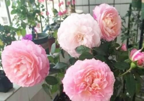  『开爆』阳台养这几种花卉，花开不断，省心长得旺，花开爆盆！