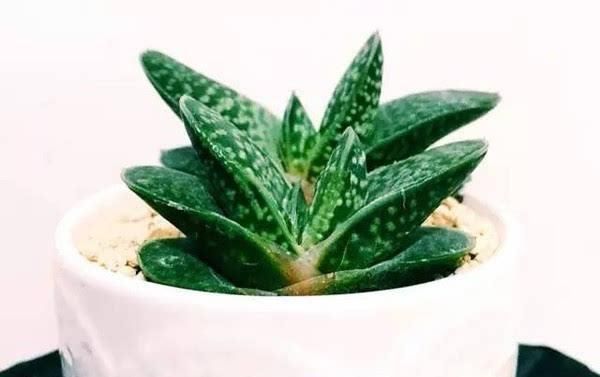  [金钱木]好看好养又不贵的5种多肉植物，能“旺财”