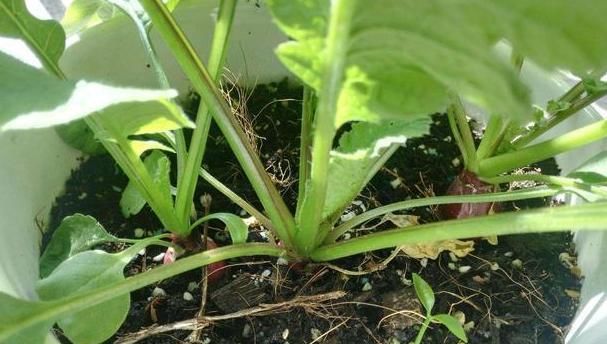  『营养』阳台盆栽种菜好看实用，首选4种果蔬，生吃健康营养又美味