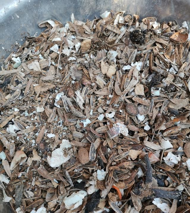  「植物」兰花有“癖好”,满足不了这几点,就不开花
