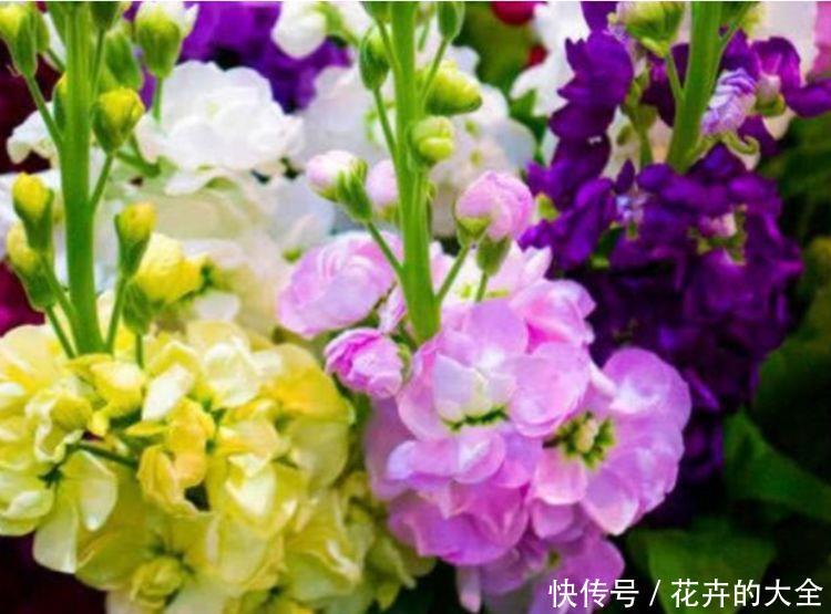 「富贵」3种花忒好养,家里养几盆,花开富贵蓬荜生辉,日子越过越滋润