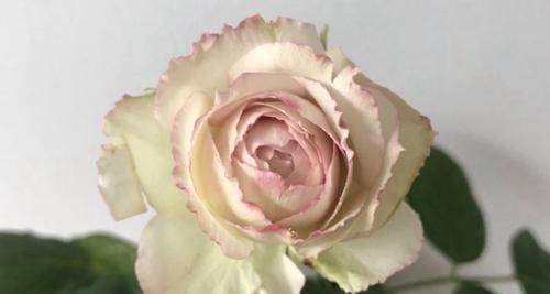  『蕾丝』喜欢菊花，不如养盆“高档玫瑰”银色蕾丝，鲜明和谐，清香迷人