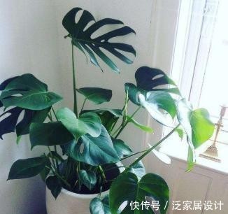 「新房」4种常见花,净化空气本领大,家里新房刚装修,用它们准没错