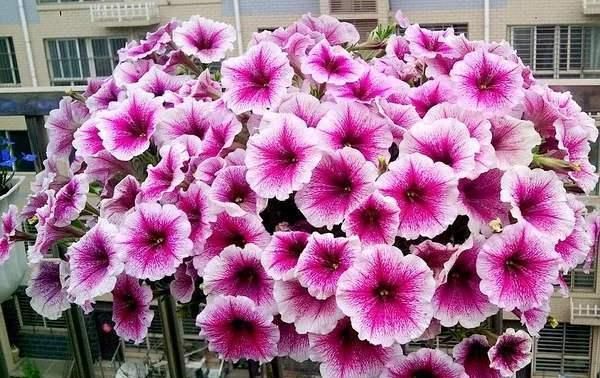 『养护』阳台种了矮牵牛,一开花就爆盆,花朵稠密不见叶,实在美极了