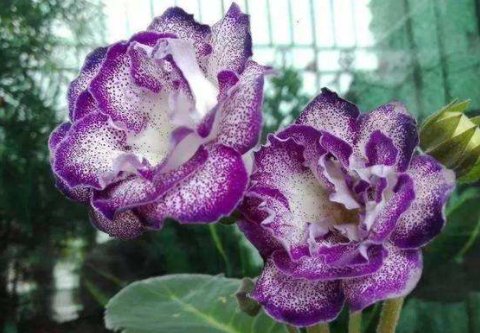  「艳丽」养花就养艳丽的，花朵小巧可爱，花色似胭脂，开花艳丽惹人爱，美