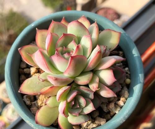 『正确』多肉植物黑腐后的正确做法,赶紧把土壤换掉,挽救多肉!