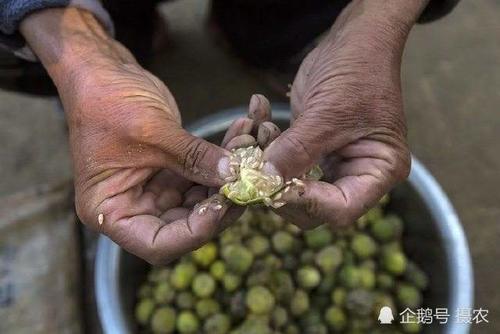 过去恨不得灭绝，农村娃当零食，如今50一斤成稀罕货