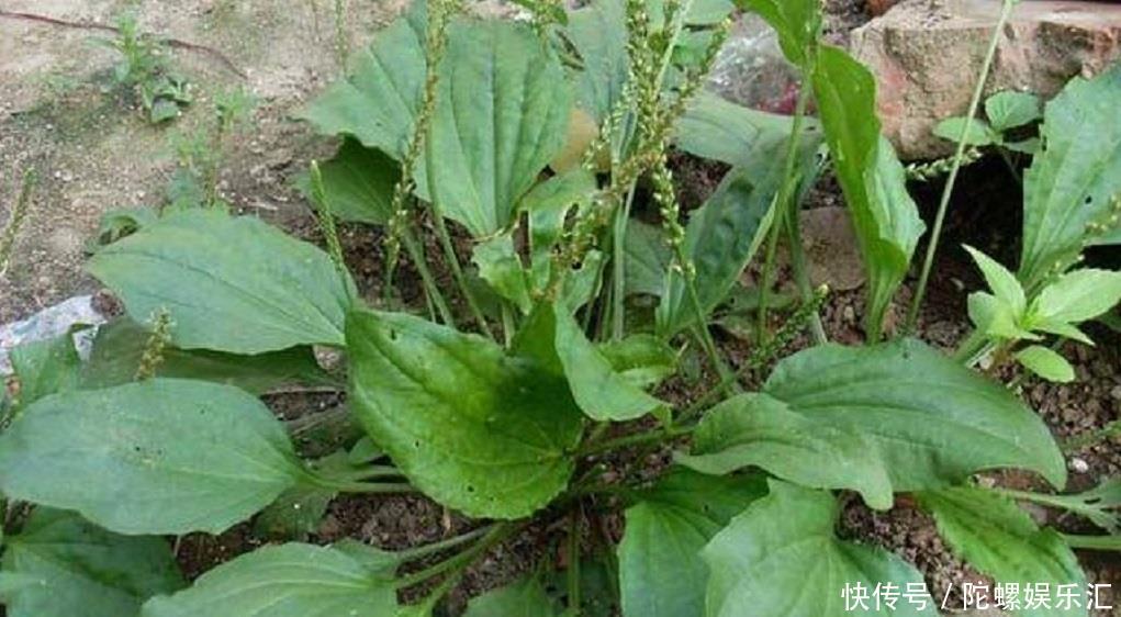 【恢复】农村遍地的车前草,淡斑有奇效,而且还能去粉刺,20天恢复白嫩肌