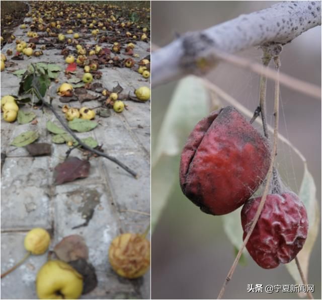  中卫@蔫在枝头，烂在地里！中卫南长滩千亩经果无人采摘，自生自