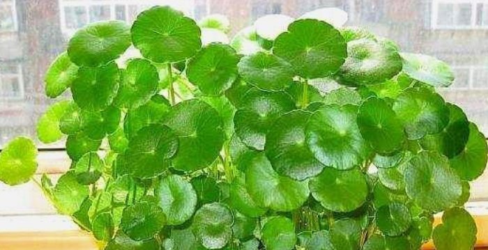  茉莉花@这3种花太好养,就算黄叶了,剪成秃头,很快就能长出绿油油叶子