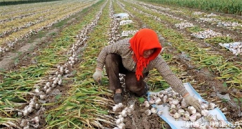 北方大量种植，一斤6元，南方人天天吃，却少人种植