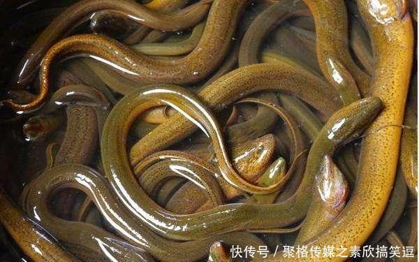 农村清理池塘，挖出一条3斤重的黄鳝，老人说不能吃有剧毒，放了