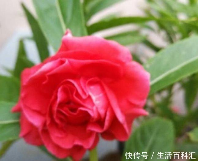 漂亮|3种漂亮花养家里,沾土就活,开花轻松爆满盆,一养就上瘾!