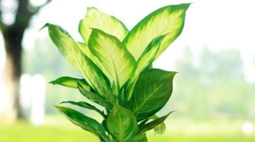  [阳光]比起阳光更喜欢阴暗室内的几种花，不用经常晒太阳就能爆盆