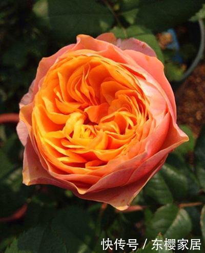 春天:春天修剪完这3种花,枝条可以进行二次扦插,生根发芽能开花