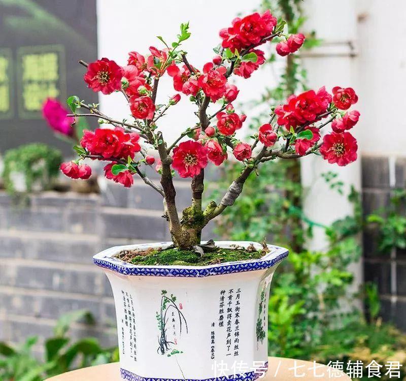  [冬季室内]离过年只剩十几天，这15种花年味十足，再不准备就迟了