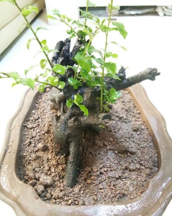 「当成盆景」山上捡的“木疙瘩”,种进花盆里,30天长新芽,还能结红果果